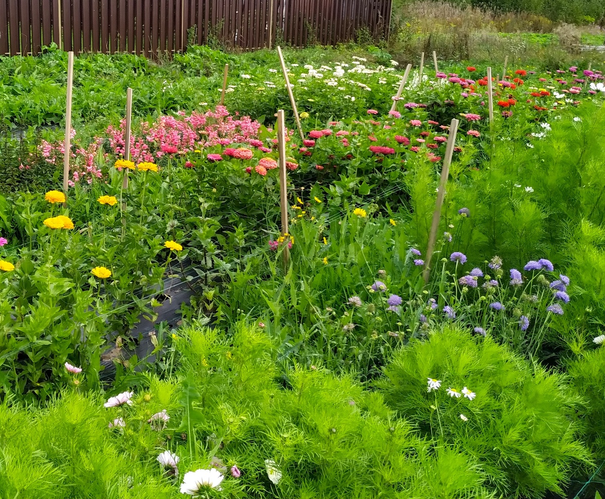 #фермерскийбукет