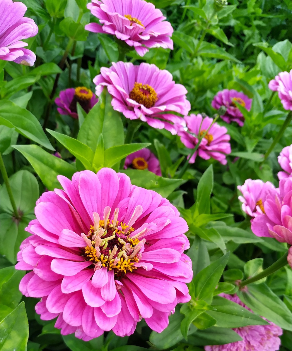 #циннии #майоры