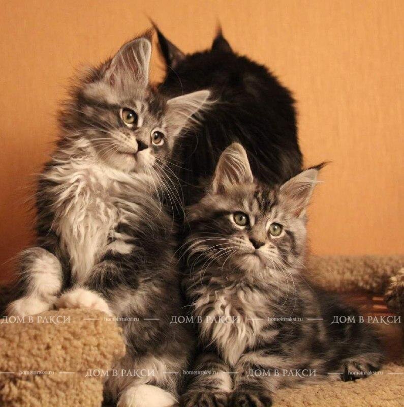 Коятта мейн-кун ждут свою кличку..