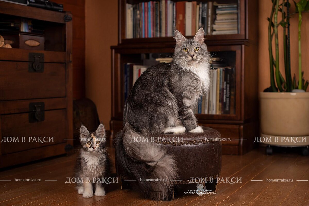 как выбрать имя мейн-куну?