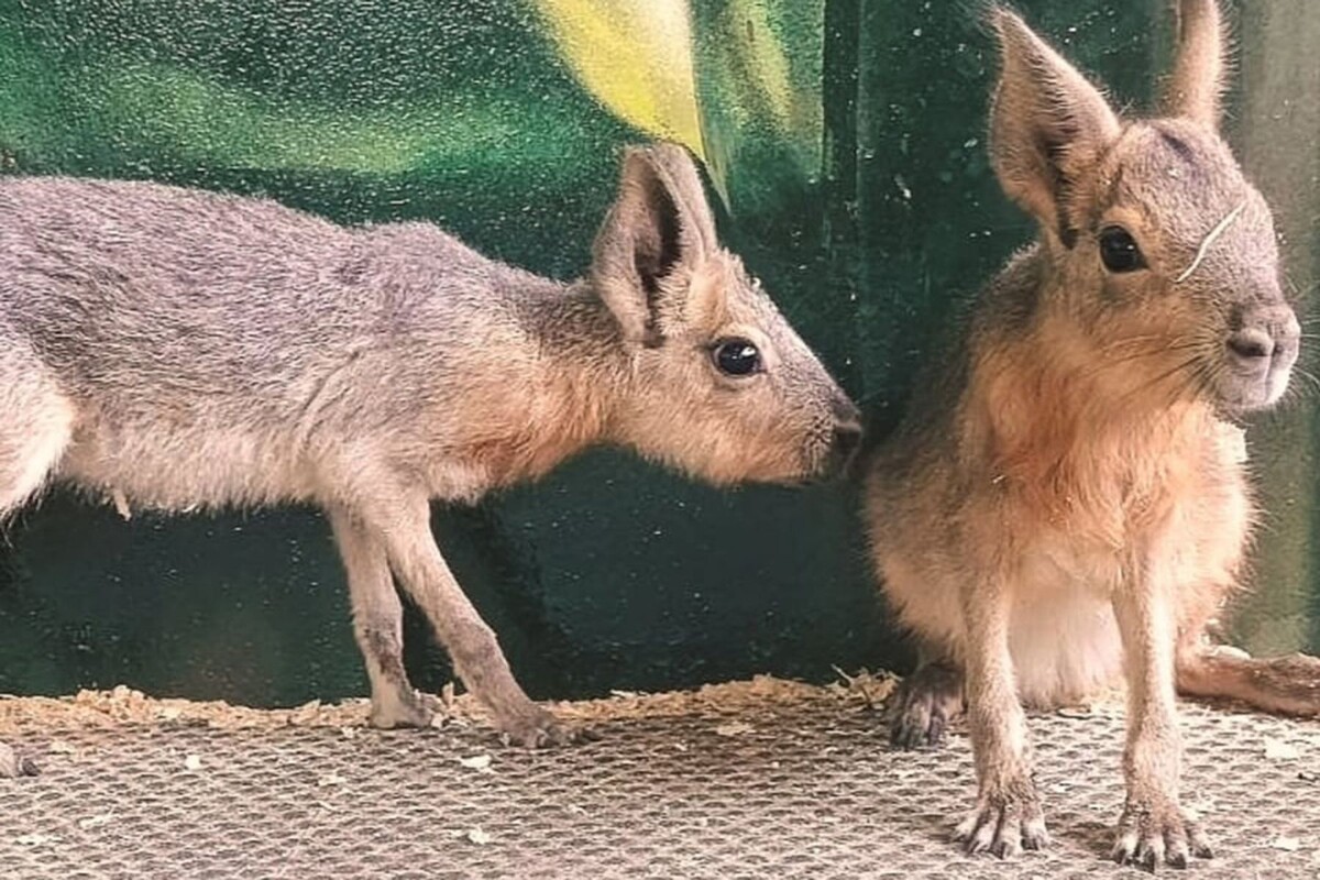  Детеныши патагонских мар из Минского зоопарка. © minsk_zoo_official, instagram.com