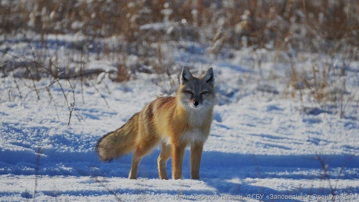    В заповеднике Оренбургской области через фотоловушку сняли корсака