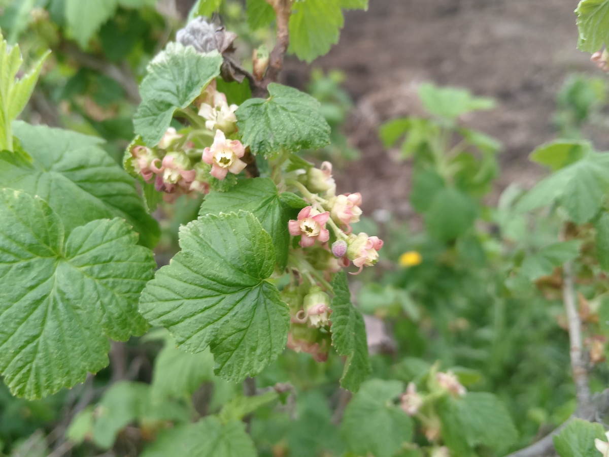 Фото: solyarisart, pikabu.ru