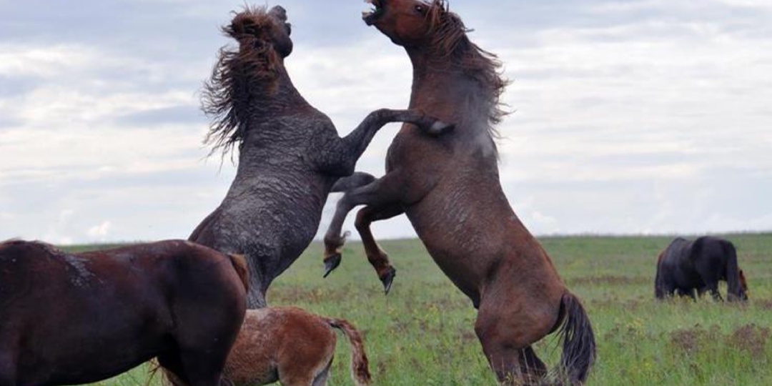 Лень человека привела к появлению острова диких мустангов в России.