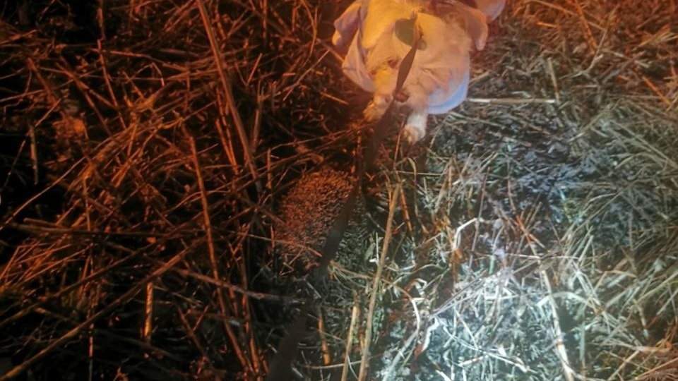 Весна пришла, ёжик нашелся!