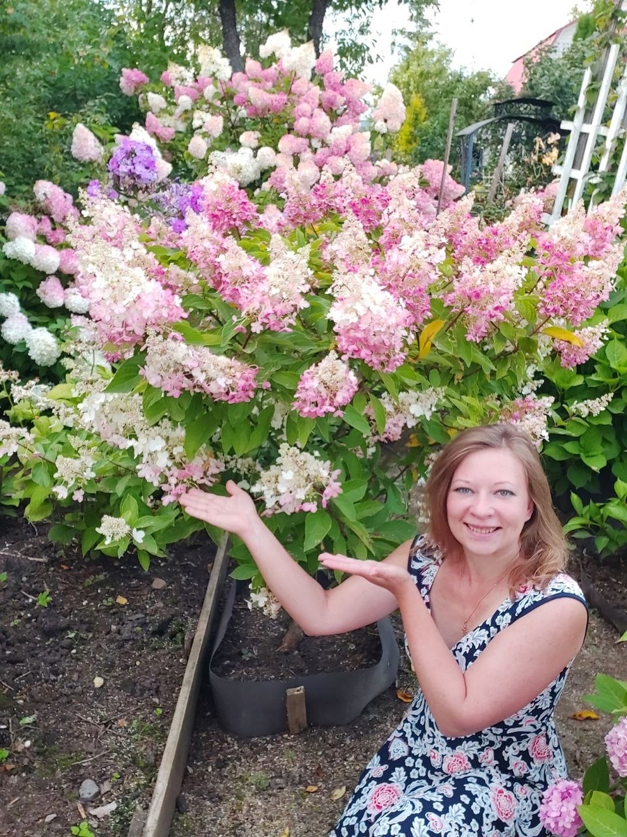 Гортензия Пинки Винки