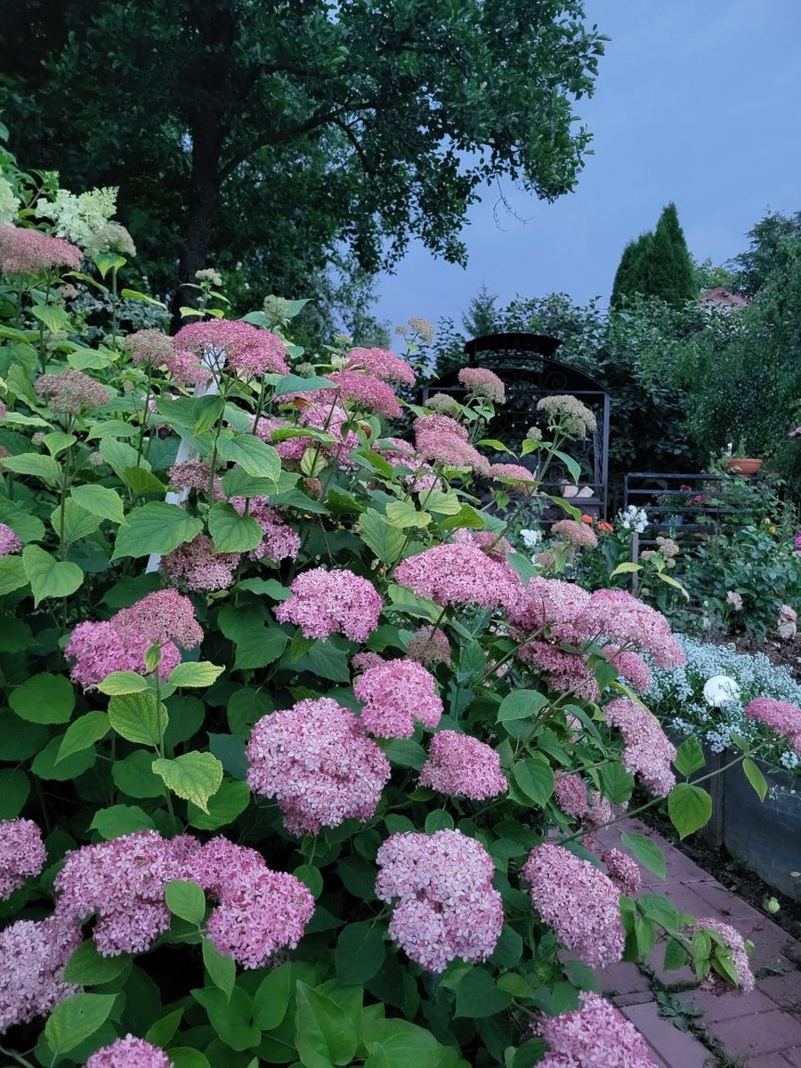 Гортензия Инвисибл Спирит ближе к окончанию цветения