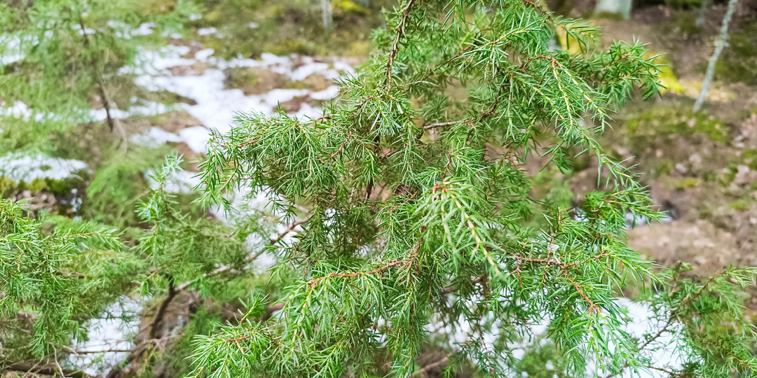 5 старинных настоек из можжевельника: Как запереть таежную силу в стекле за пару недель?