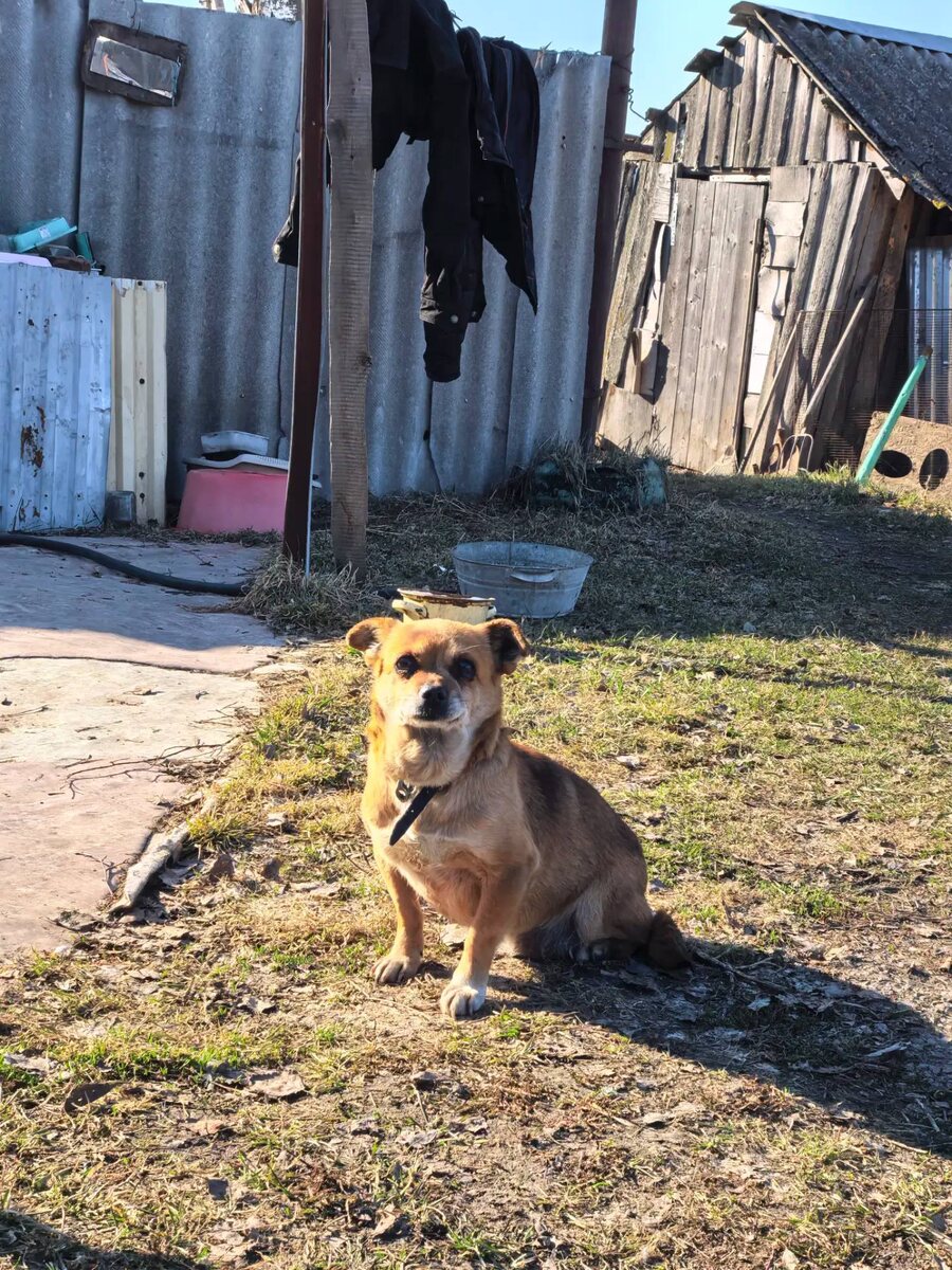 Встретила нас маленькая собачонка