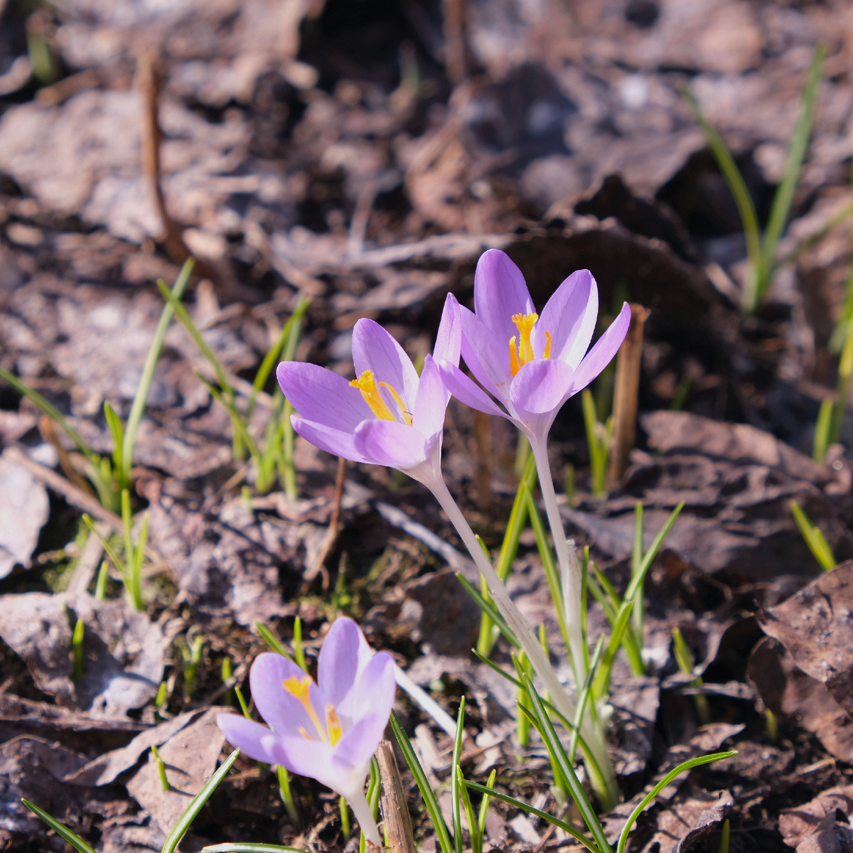 Крокусы цветут