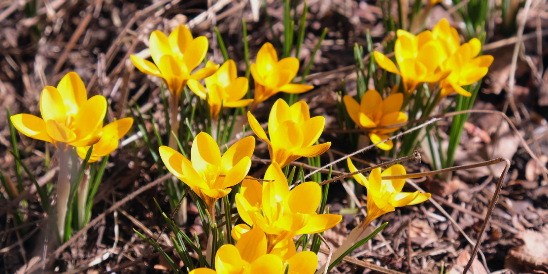 Садовый дневник: крокусы, галантусы, голосемянник