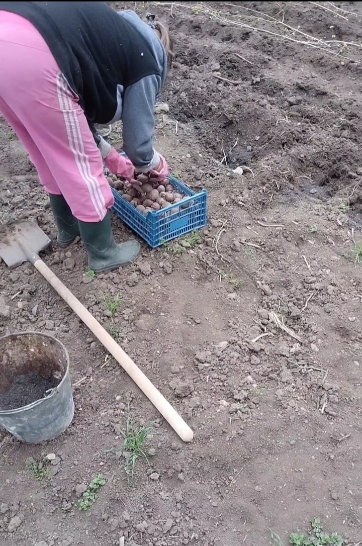 Начала сажать картошку.