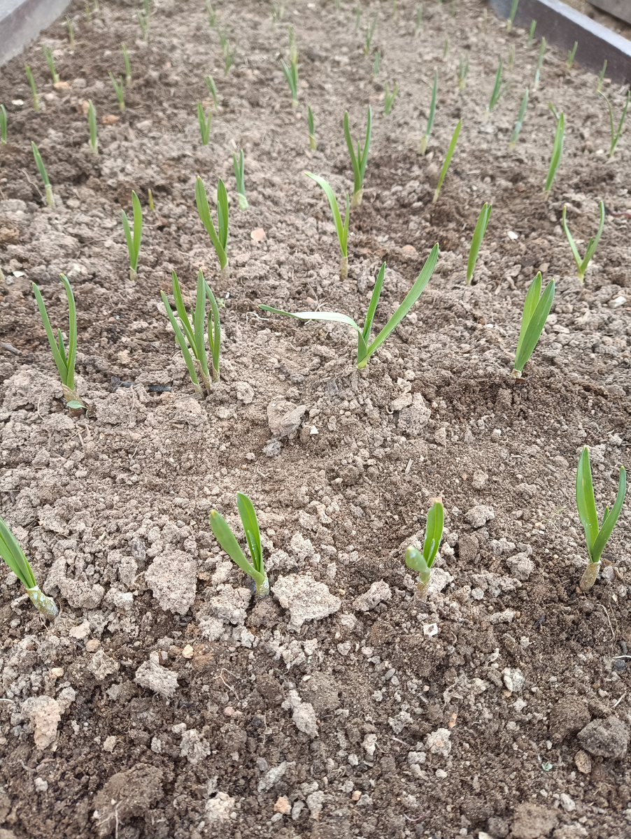 Чеснок после схода снега. 