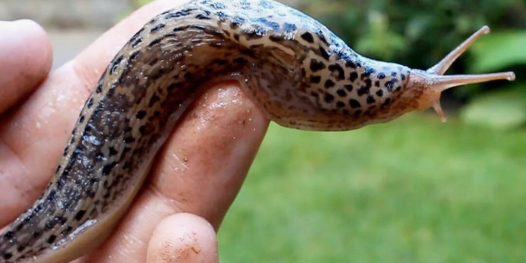 Зачем американцы брали больших слизней с точками с собой в траншеи