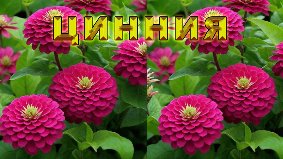 Цветение циннии.