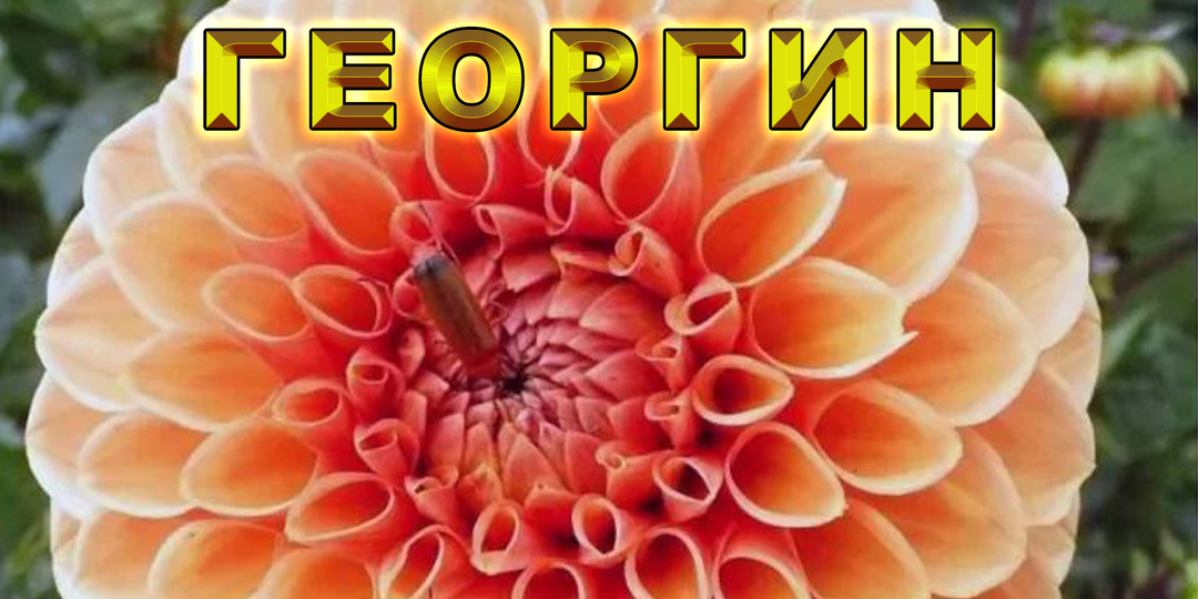 Что посадить на клумбе? Цветы на овощных грядках.