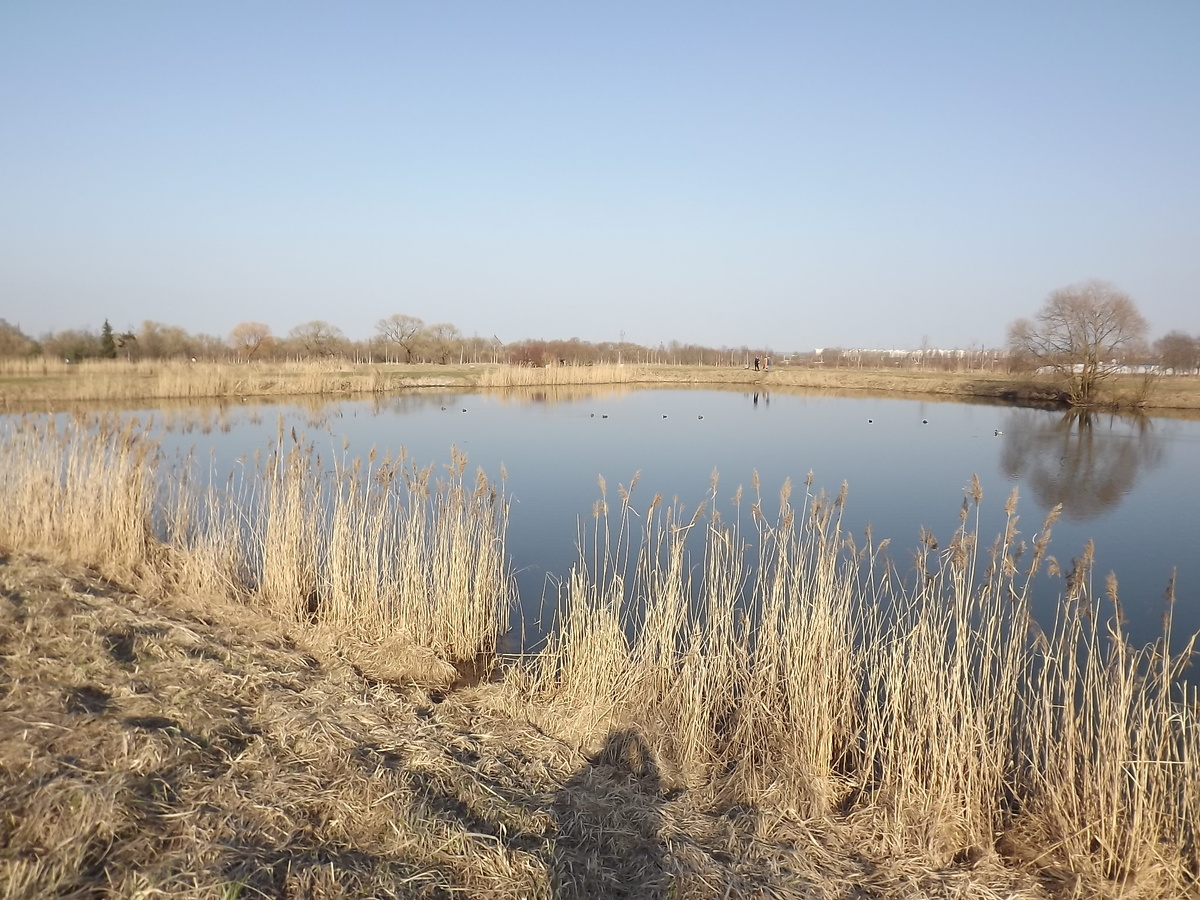 Пруд в Буферном парке