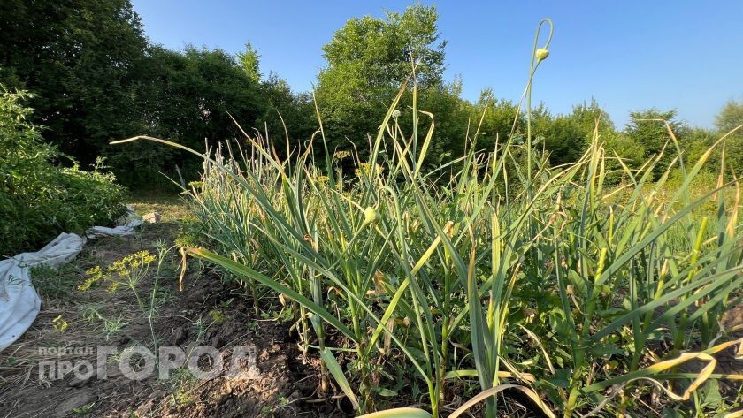    Из архива "Про Город"