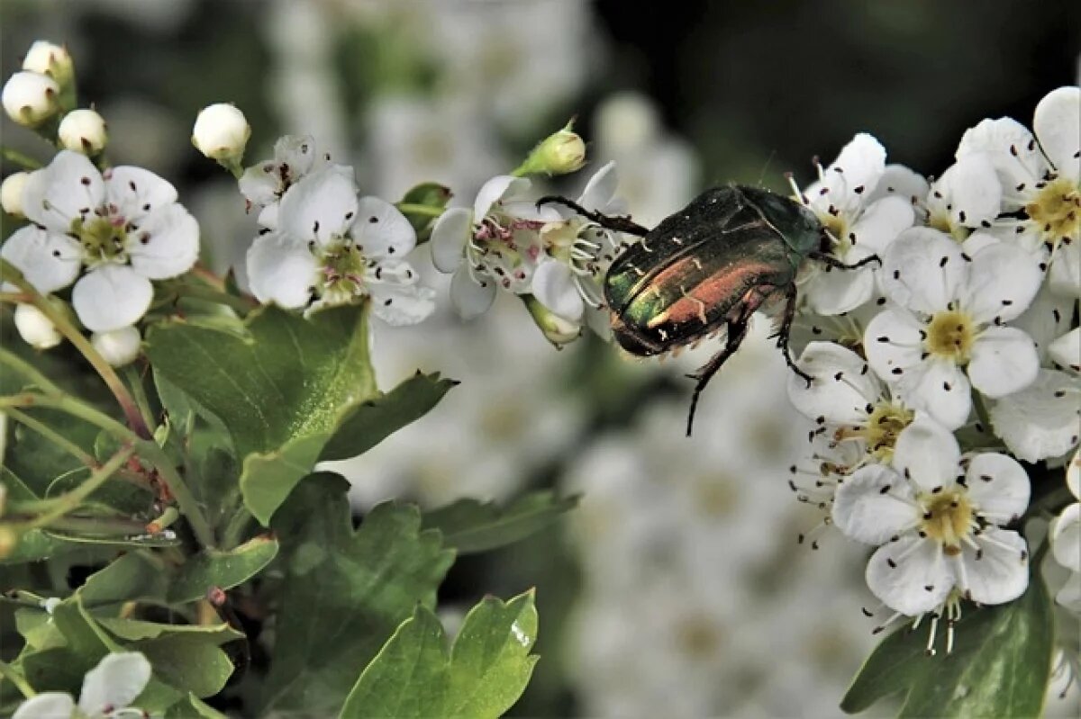    В Калининградской области проснулись ядовитые жуки