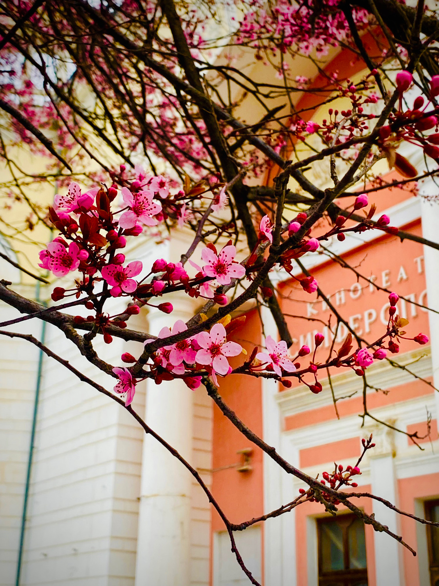 📸 Симферополь, весна