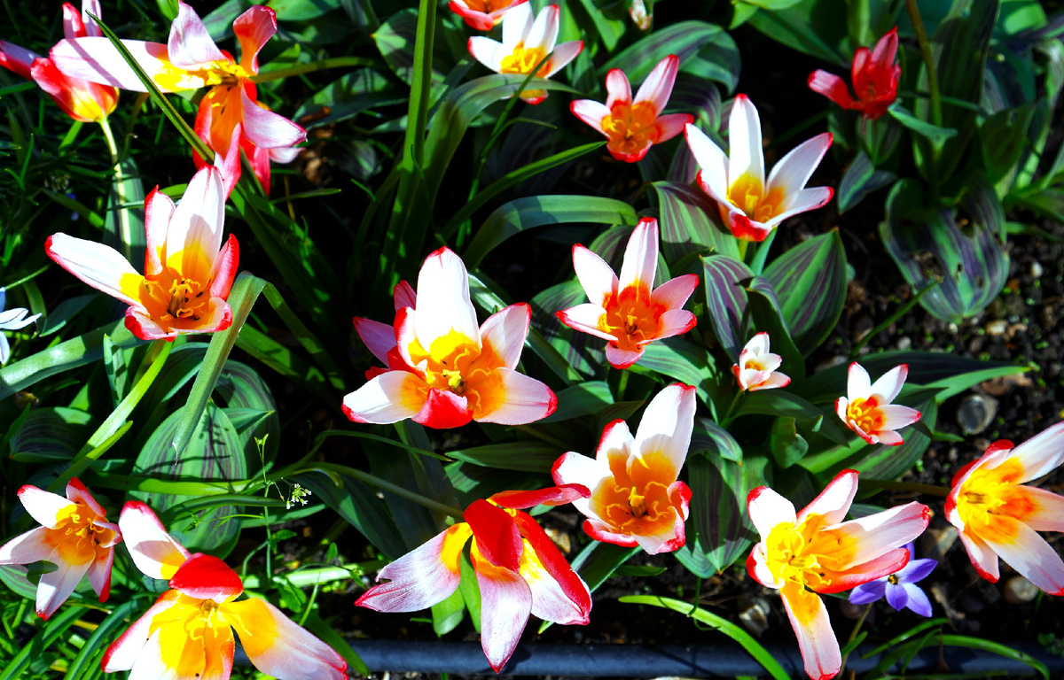 Тюльпаны Кауфмана