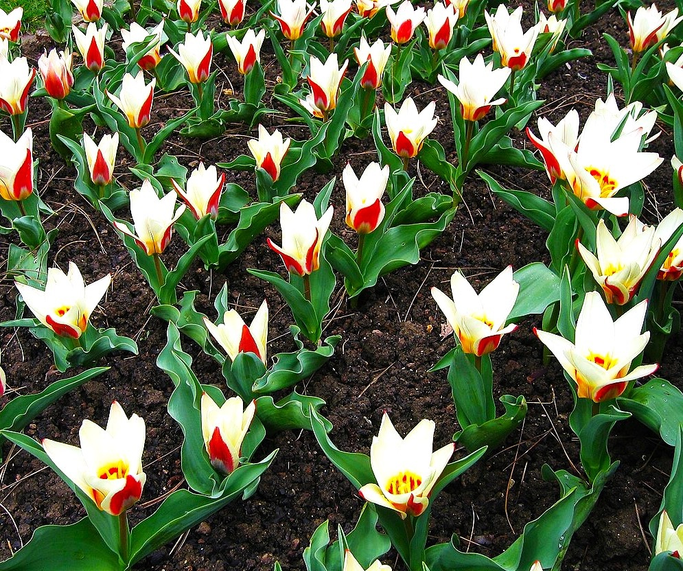 Тюльпаны Кауфмана