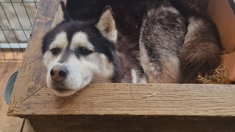 И такое уютное пёсиковое завершение дня