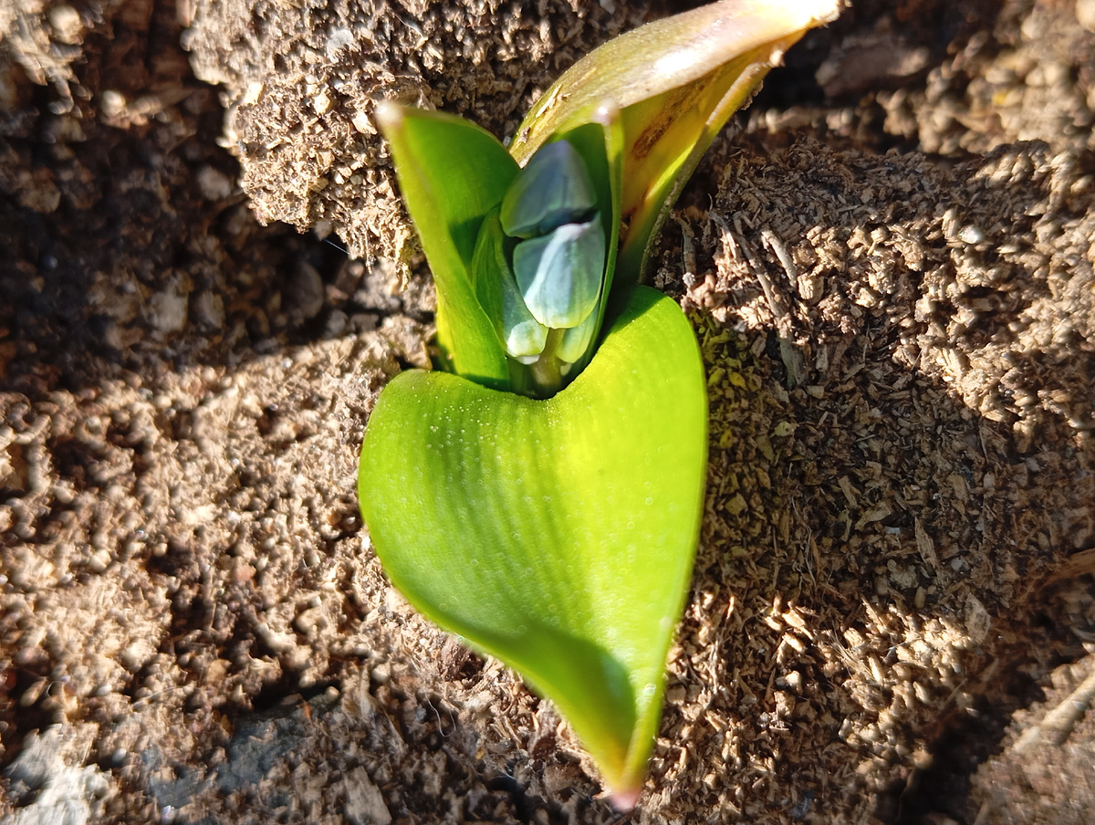 Сцилла сибирская растёт у нас в цветнике уже лет 20, ежегодно привлекая к себе внимание своими маленькими синими цветочками ранней весной. Рассаживаю её 1 раз в 4-5 лет, когда она сама себя загущает. В весну следующего года после пересадки, чаще всего, она цветёт одиночными цветами, пока набирает силу. С весны второго года начинает выпускать гроздь цветочков, поэтому каждый год её не пересаживаю.