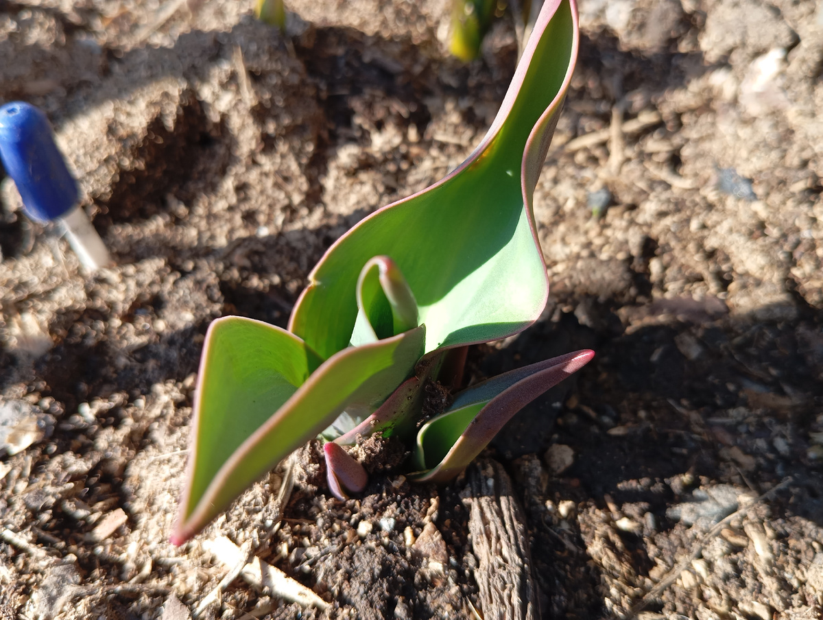 Тюльпаны смесь окрасок. Их я пока не понимаю: возможно из-за того, что привезены с более южного региона, а возможно из-за того, что снежные сугробы в этом году задержались почти до завершения марта, тюльпаны проросли прямо под снег, скорее всего уже где-то с 15-го по 20-е марта и, ко времени схода снега, 26-го марта они уже были высотой 7-10см. Естественно без солнца под снегом они приобрели бледно-жёлто-зелёную окраску листьев, но к 30 марта позеленели. Придавленное состояние листьев также потихоньку исправляется.