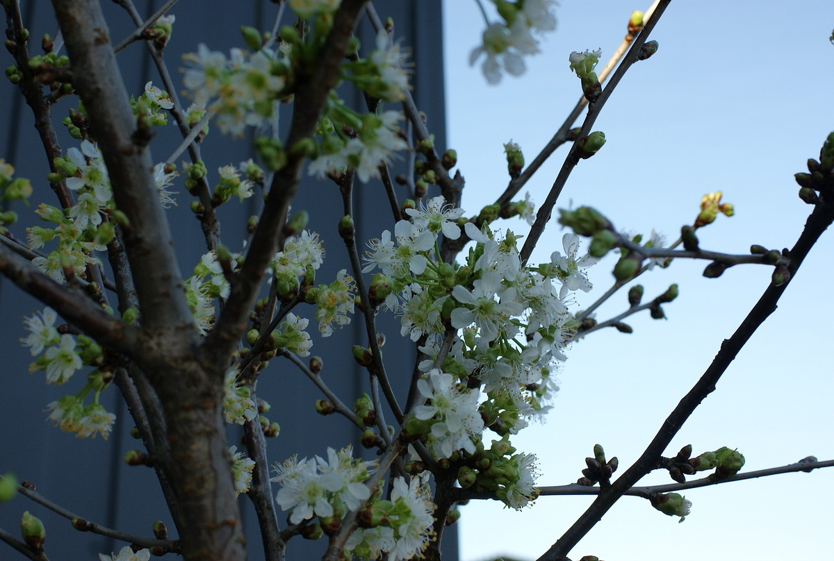 Цветущая вишня. 