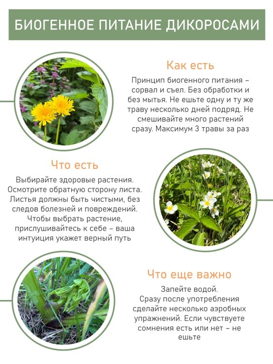 Памятка по биогенному питанию дикоросами