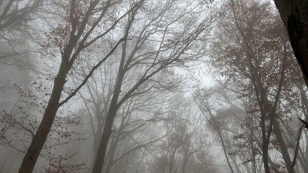    © РИА Новости Крым