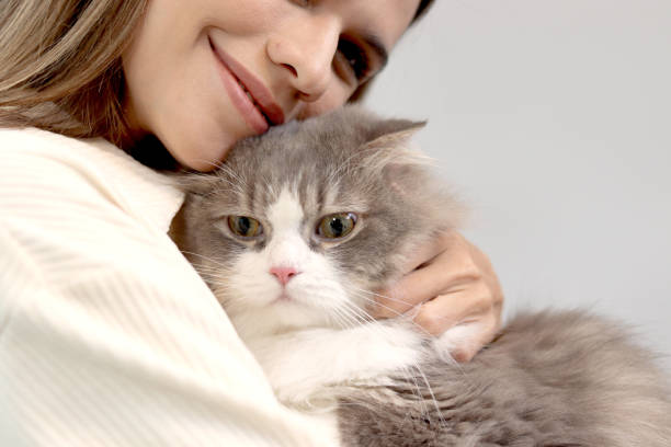 😾 Токсоплазмоз у кошек: что нужно знать без лишних страшилок