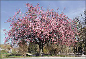 Цветёт персик. Фото: https://lesprominform.ru/jarticles.html?id=4622