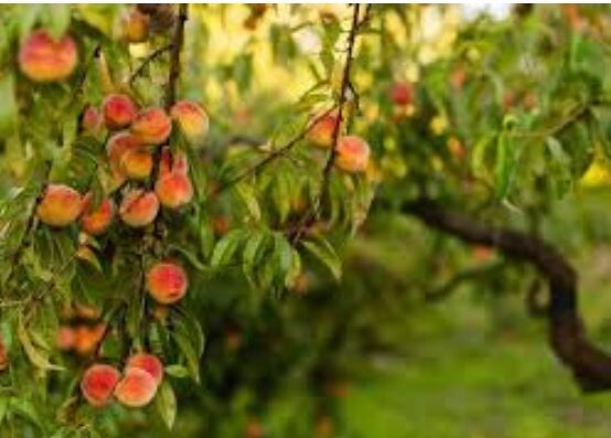 Урожай персика. Фото из открытых источников