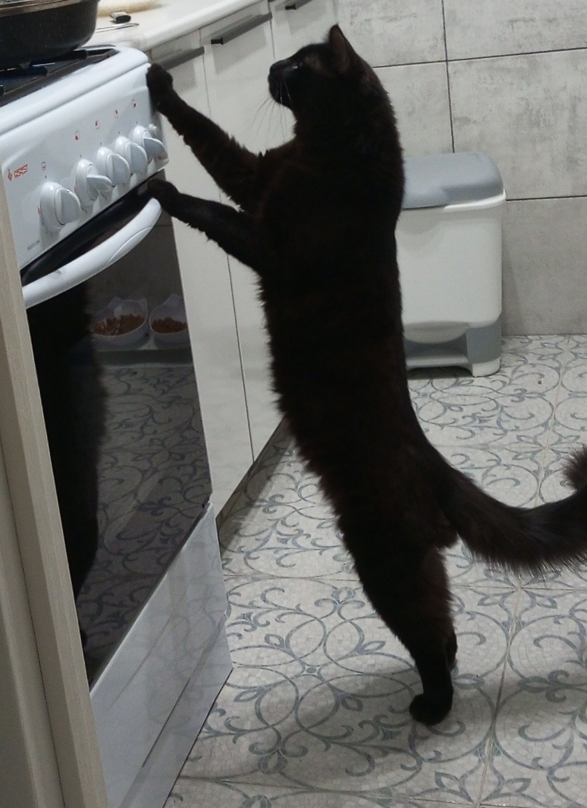 Если Марс подойдёт близко к столу, то он спокойно может положить на него подбородок, такой длинный. 