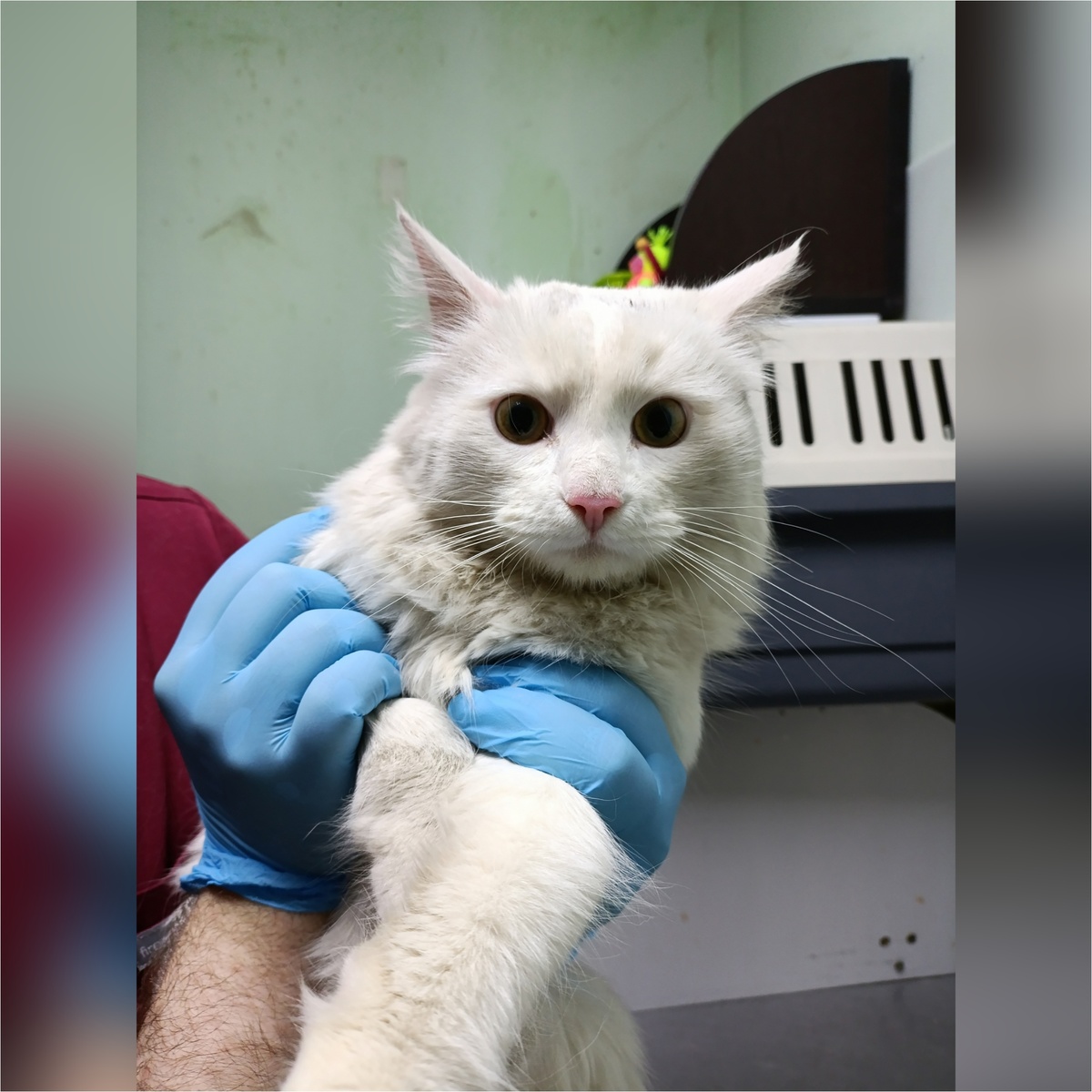 Красавчик Мурмурчик спасён с улицы.