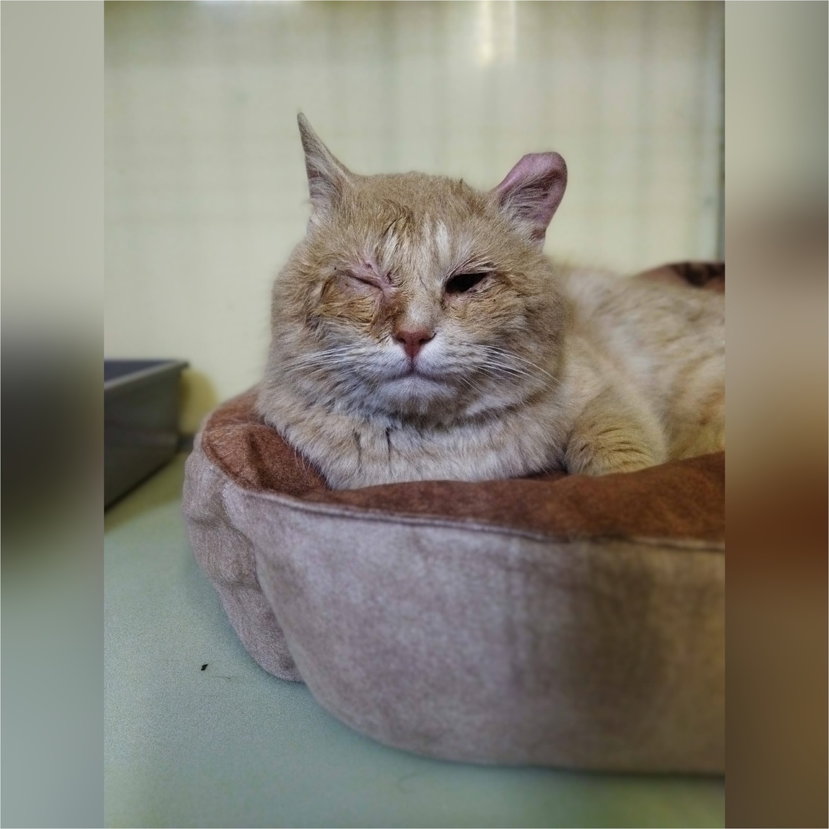 Блинчик спасён с дач. Очень ласковый котик.