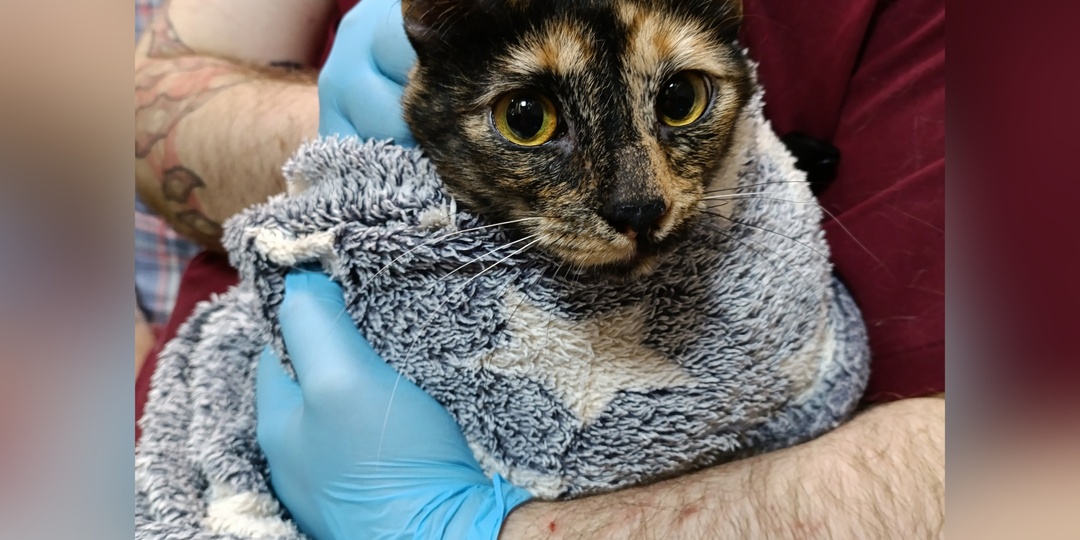 И снова весеннее пополнение