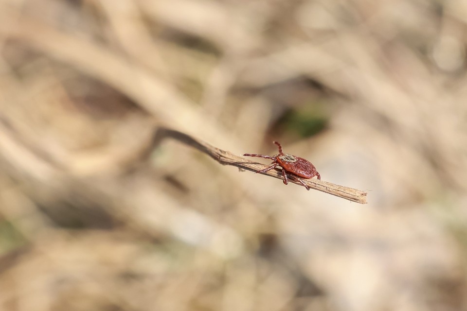    . Мария ЛЕНЦ