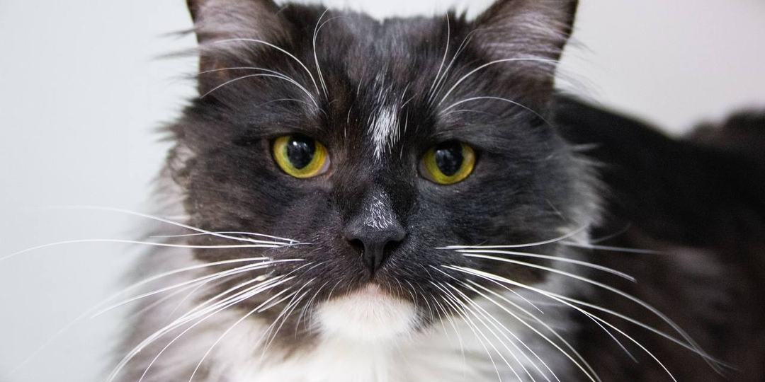 ⬛🐈Марс - кот для тех, кому нужен настоящий друг!