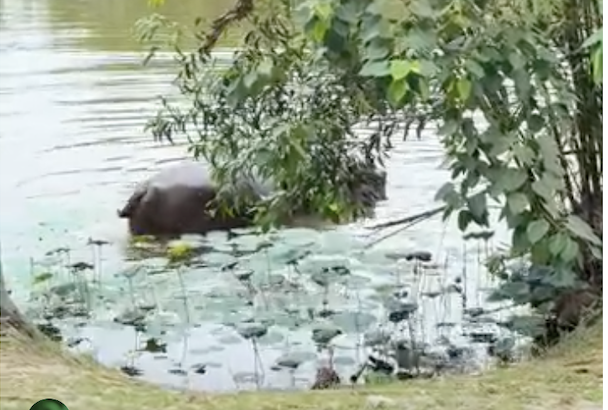 Бегемот стоит на мелководье и ... какает ))