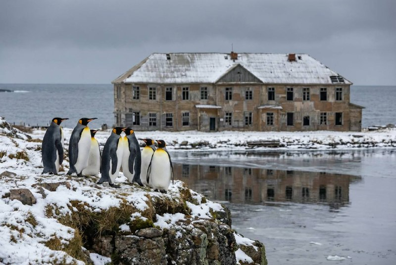 Группа королевских пингвинов на скалах вблизи биологической станции ММБИ в Дальних Зеленцах. Фото: пресс-служба ММБИ