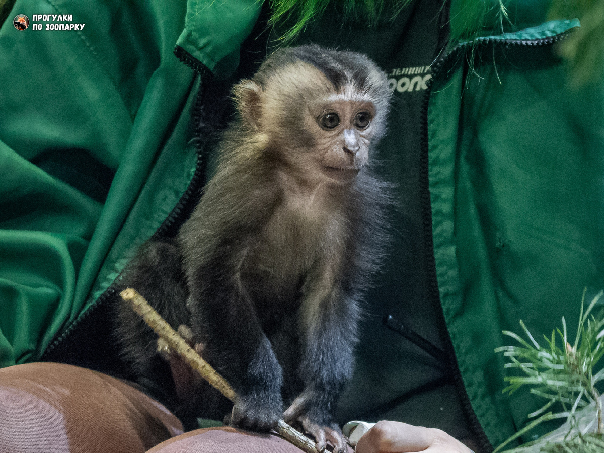 Детеныш вандеру