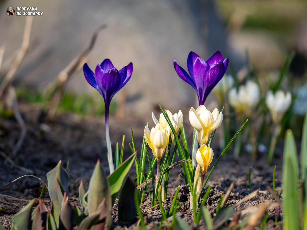 Первоцветы в Ленинградском зоопарке