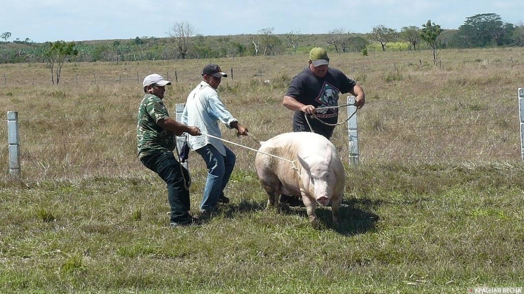     Фермеры поймали свинью   
Сергей Орлов © ИА Красная Весна