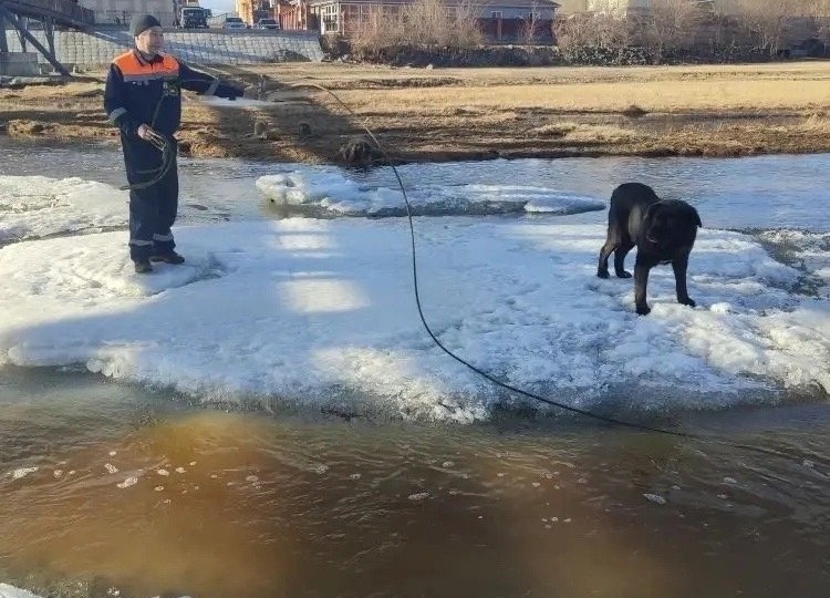 Спасатели вытащили мальчика и собаку с оторвавшейся льдины на реке Ага в Агинском