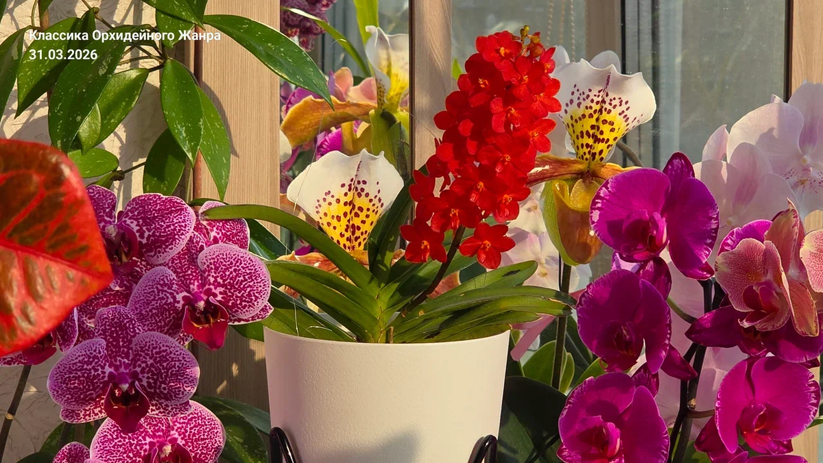 Ascocentrum ampullaceum var. rubrum.