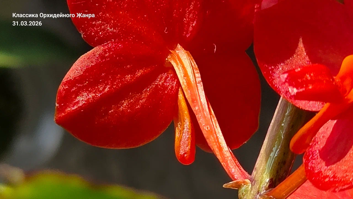 Нектарник - «банкетный зал» для опылителей.