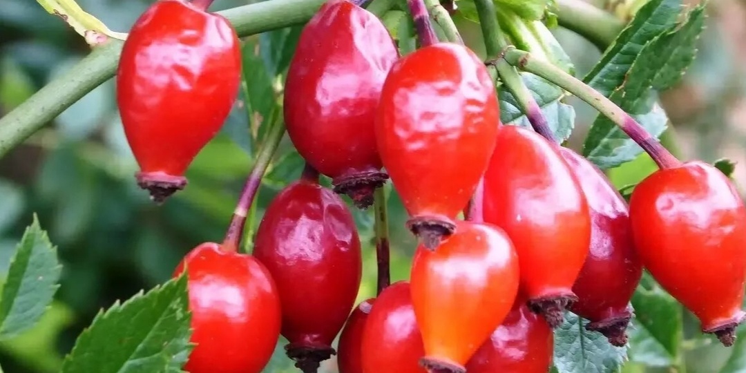 Шиповник, который вы не знали: сорта, суставы, давление и о чём молчат производители